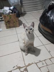 Lost Male Cat last seen Por favor encontre ele quem ver por favor fale conosco temos filhos preocupados com o gatinho, Vila Silvia, SP 03820-280