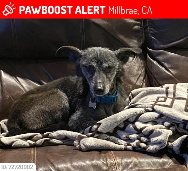 Lost Male Dog last seen Capuchino, Millbrae, CA 94030