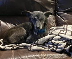 Lost Male Dog last seen Capuchino, Millbrae, CA 94030
