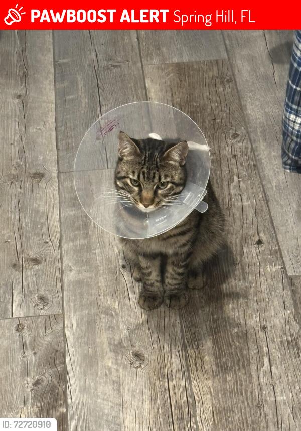 Lost Male Cat last seen 52/41, Spring Hill, FL 34610
