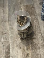 Lost Male Cat last seen 52/41, Spring Hill, FL 34610