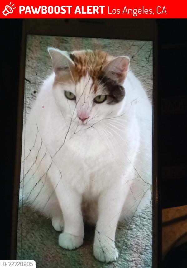 Lost Female Cat last seen Park across from Address provided , Los Angeles, CA 90731