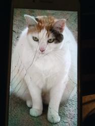 Lost Female Cat last seen Park across from Address provided , Los Angeles, CA 90731