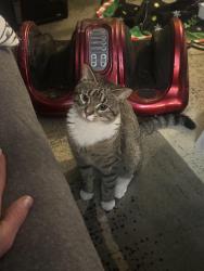 Lost Female Cat last seen 15th Ang Egbert, Brighton, CO 80601