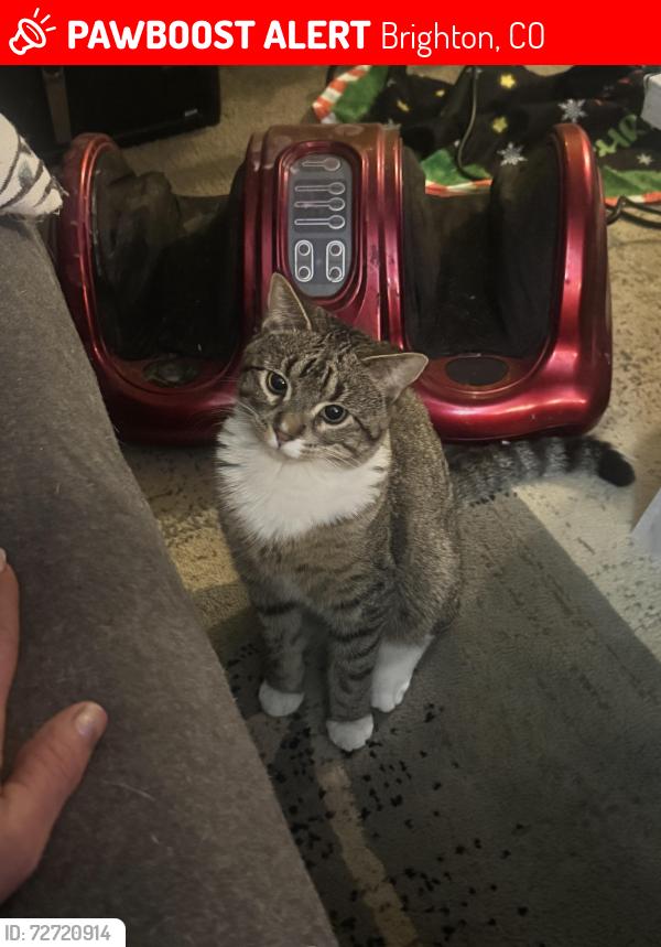Lost Female Cat last seen 15th Ang Egbert, Brighton, CO 80601