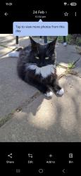 Lost Female Cat last seen Frost road , Brahma Lodge, SA 5109
