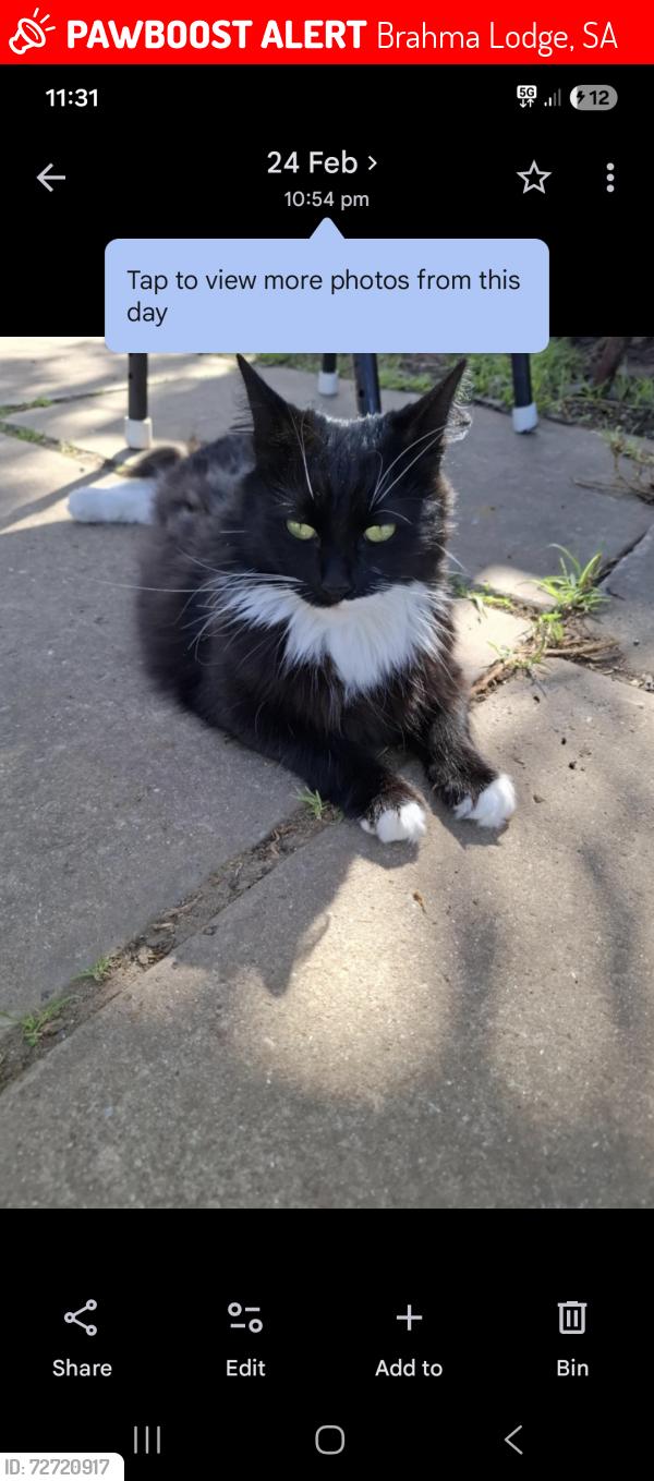Lost Female Cat last seen Frost road , Brahma Lodge, SA 5109
