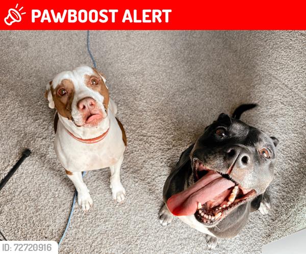 Lost Female Dog last seen Northview and Palmer Park Blvd, Colorado Springs, CO 80909