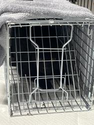 Found/Stray Unknown Cat last seen Near eleven on marigold, Poinciana, FL 34759