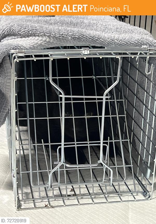Found/Stray Unknown Cat last seen Near eleven on marigold, Poinciana, FL 34759
