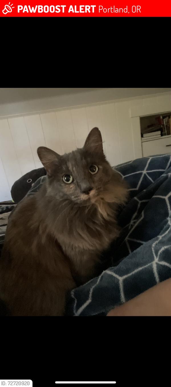 Lost Female Cat last seen SW 2nd & Nevada st or SW Barbur Blvd, Portland, OR 97219