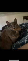 Lost Female Cat last seen SW 2nd & Nevada st or SW Barbur Blvd, Portland, OR 97219