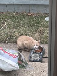 Found/Stray Unknown Cat last seen 26th and Oklahoma, Milwaukee, WI 53215