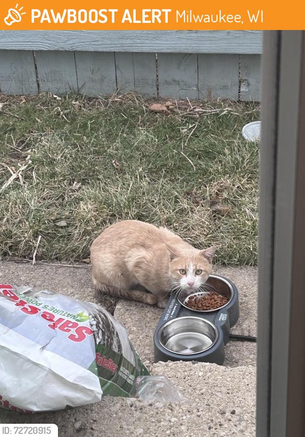 Found/Stray Unknown Cat last seen 26th and Oklahoma, Milwaukee, WI 53215
