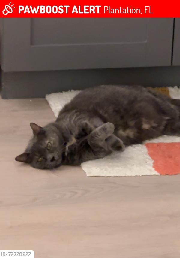 Lost Female Cat last seen East building , Plantation, FL 33324