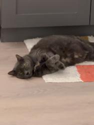 Lost Female Cat last seen East building , Plantation, FL 33324