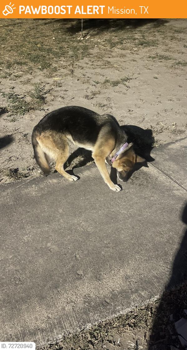 Found/Stray Female Dog last seen Bryan rd, Mission, TX 78573