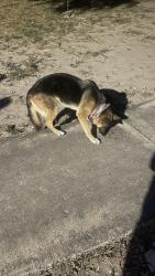 Found/Stray Female Dog last seen Bryan rd, Mission, TX 78573