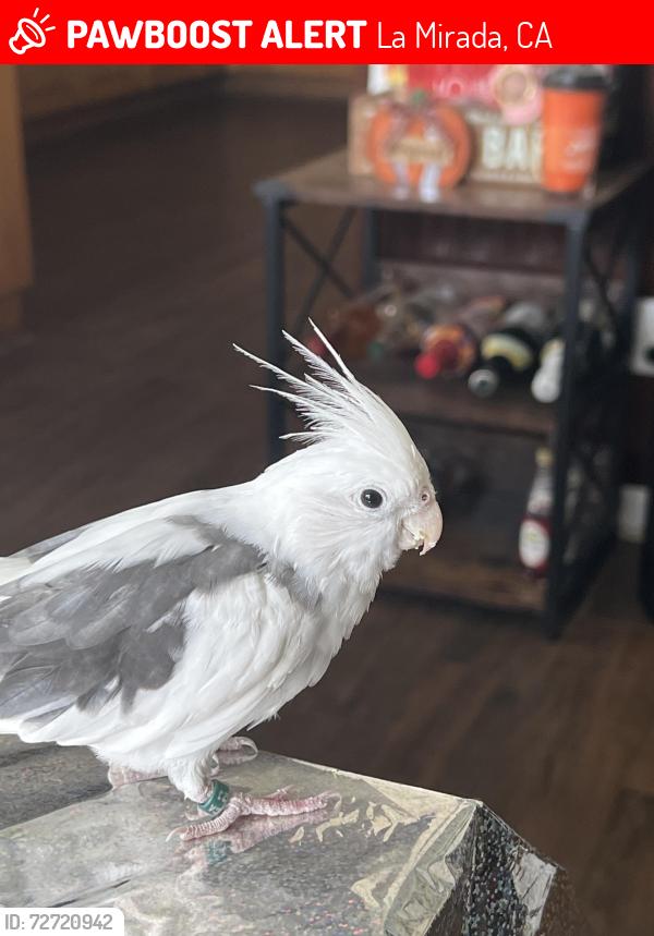 Lost Male Bird last seen La mirada and Alondra, La Mirada, CA 90604