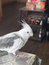 Lost Male Bird last seen La mirada and Alondra, La Mirada, CA 90604