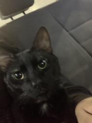 Found/Stray Male Cat last seen My sisters hse (front porch), Lincolnton, NC 28092