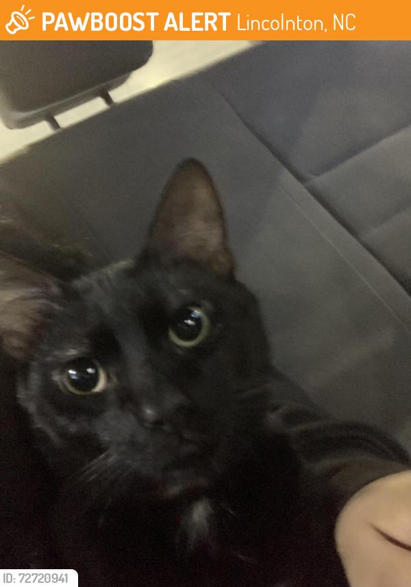 Found/Stray Male Cat last seen My sisters hse (front porch), Lincolnton, NC 28092