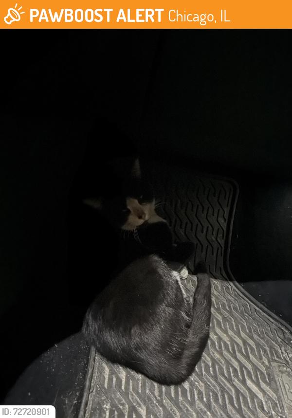 Found/Stray Unknown Cat last seen Kennedy expressway near Fullerton exit. , Chicago, IL 60622