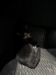 Found/Stray Unknown Cat last seen Kennedy expressway near Fullerton exit. , Chicago, IL 60622