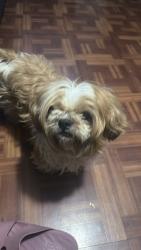 Found/Stray Male Dog last seen Willowwood St. & Columbine Dr, Orlando, FL 32818