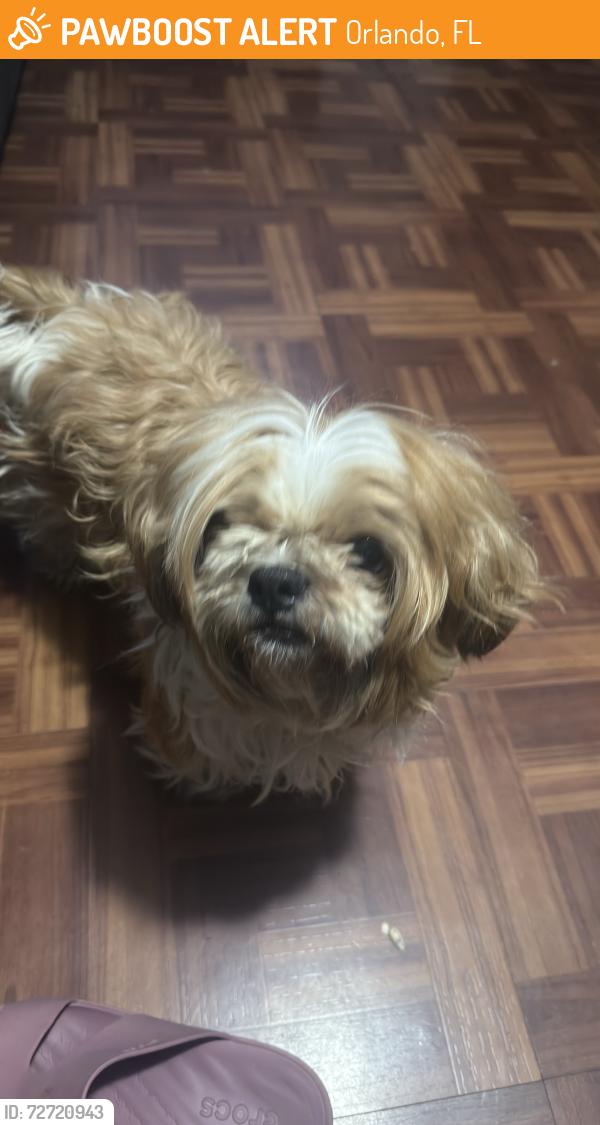 Found/Stray Male Dog last seen Willowwood St. & Columbine Dr, Orlando, FL 32818
