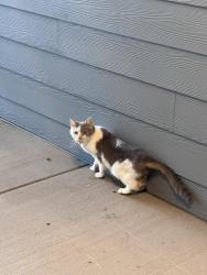 Found/Stray Unknown Cat last seen Rodgers Street and Scott Street, Missoula, MT 59802
