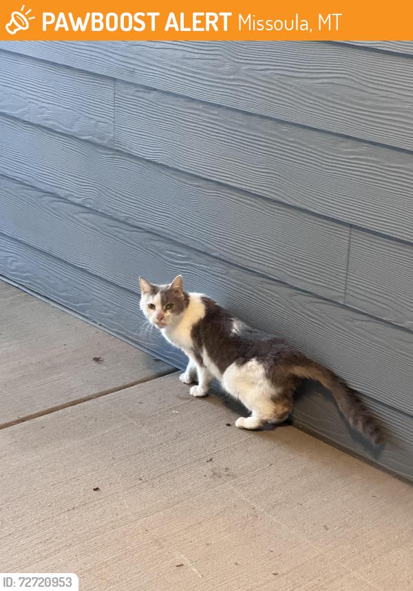 Found/Stray Unknown Cat last seen Rodgers Street and Scott Street, Missoula, MT 59802