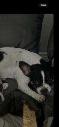 Lost Female Dog last seen 27th & N Mountain View Ave, San Bernardino, CA 92405