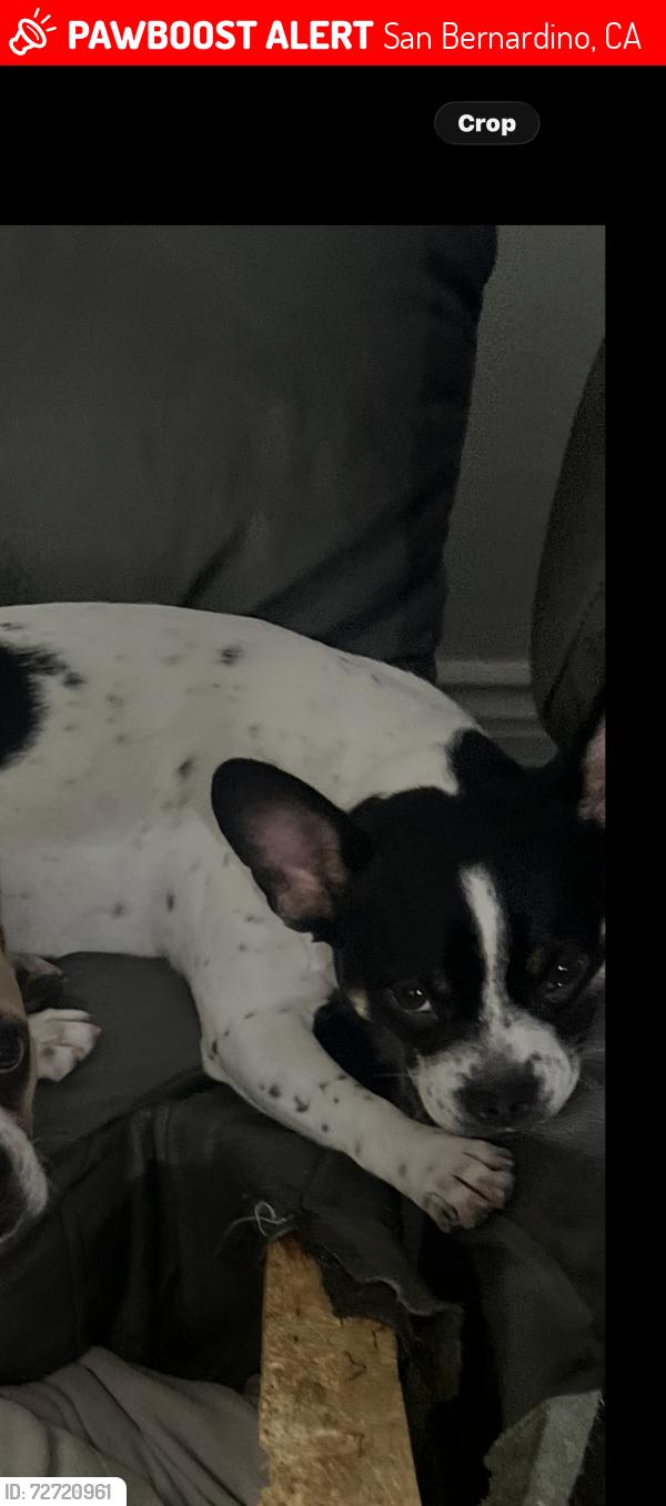 Lost Female Dog last seen 27th & N Mountain View Ave, San Bernardino, CA 92405