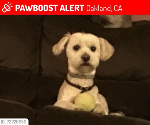 Lost Male Dog last seen Foothill blvd, Oakland, CA 94601