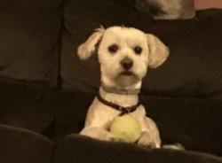 Lost Male Dog last seen Foothill blvd, Oakland, CA 94601