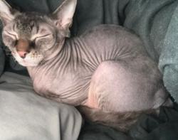 Lost Male Cat last seen West Mound and Crescent Drive, Columbus, OH 43204