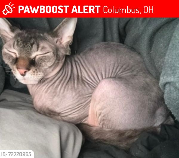 Lost Male Cat last seen West Mound and Crescent Drive, Columbus, OH 43204
