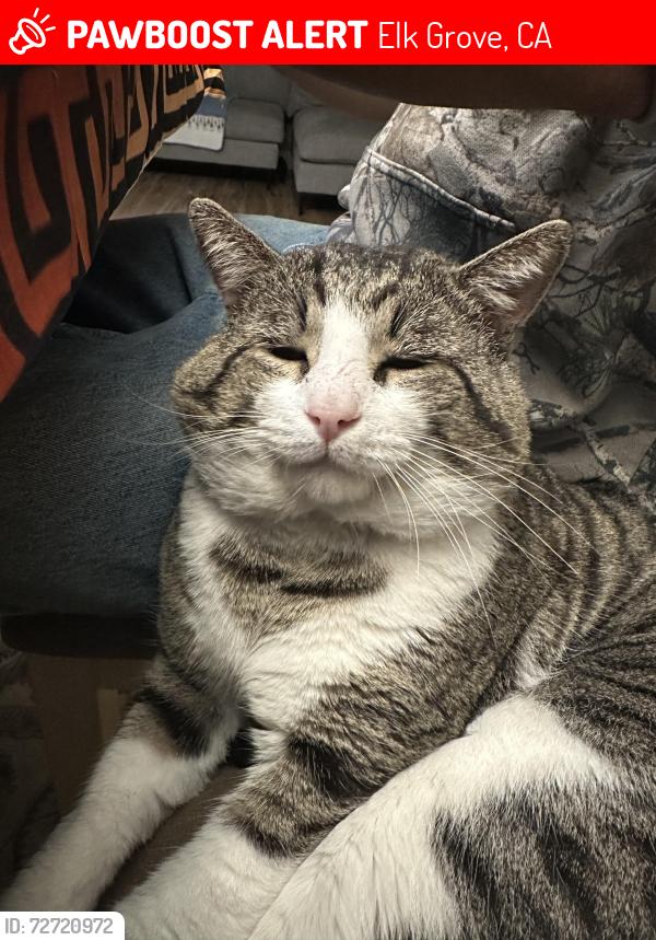 Lost Female Cat last seen campania ct elk grove , Elk Grove, CA 95757