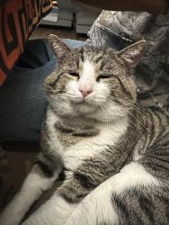 Lost Female Cat last seen campania ct elk grove , Elk Grove, CA 95757
