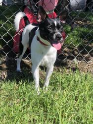 Lost Male Dog last seen Antelope Road, White City, OR 97503