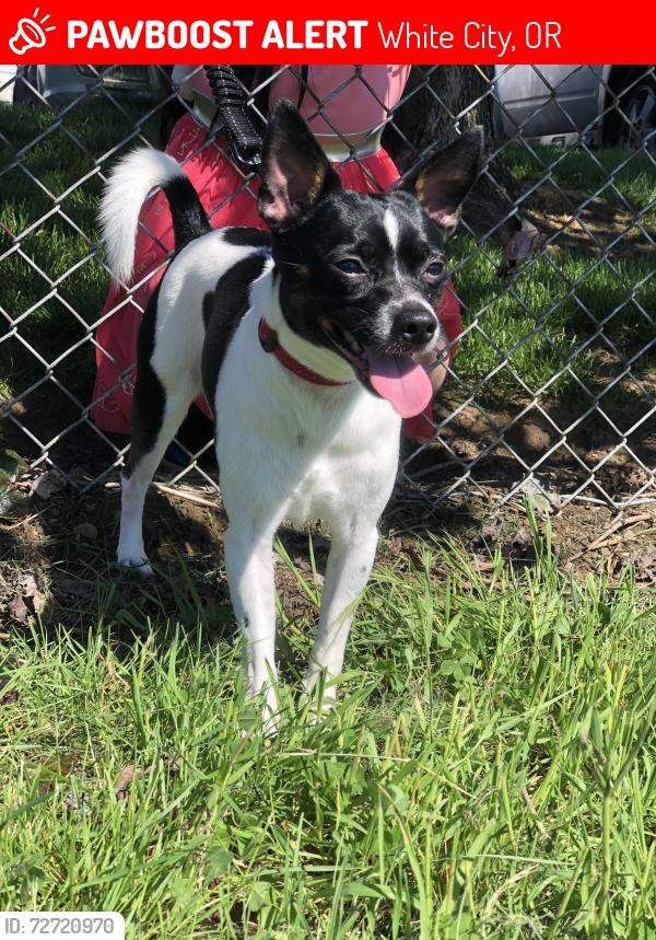 Lost Male Dog last seen Antelope Road, White City, OR 97503
