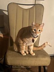 Lost Female Cat last seen Clermont dr and new stem rd, Edmond, OK 73003