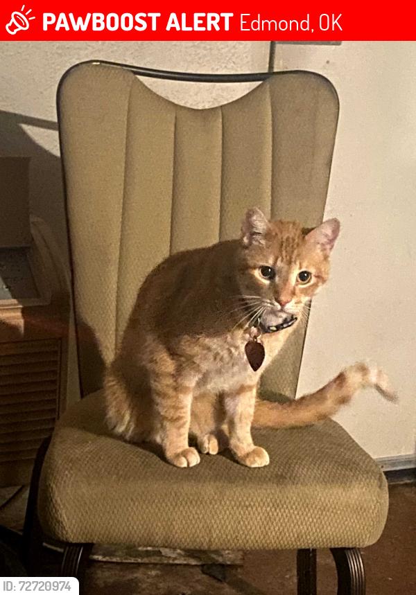 Lost Female Cat last seen Clermont dr and new stem rd, Edmond, OK 73003