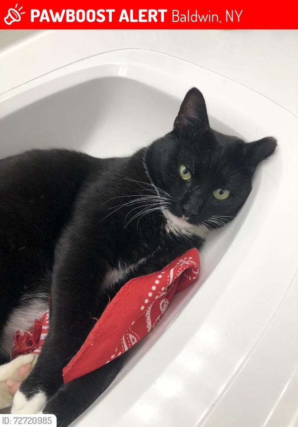 Lost Male Cat last seen Stanton Ave., Baldwin, NY 11510