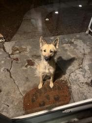 Found/Stray Female Dog last seen Stewart Road, Hartley Street, Scotland Ridge , Winston-Salem, NC 27107