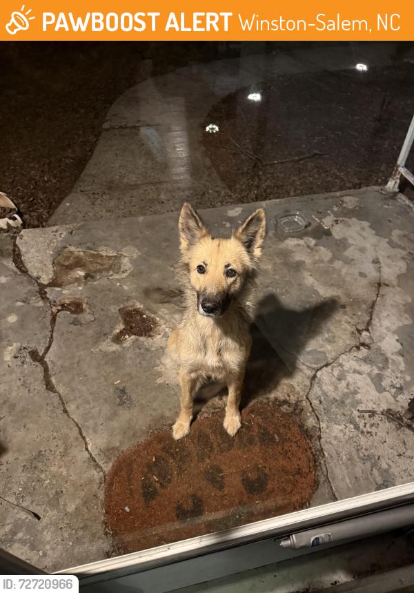 Found/Stray Female Dog last seen Stewart Road, Hartley Street, Scotland Ridge , Winston-Salem, NC 27107
