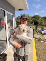 Found/Stray Female Dog last seen US 19 found in Avana Lakeview, Clearwater, FL 33765