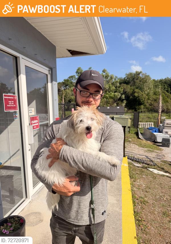 Found/Stray Female Dog last seen US 19 found in Avana Lakeview, Clearwater, FL 33765