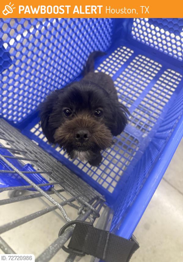 Found/Stray Male Dog last seen Bunny Run and Gulf Bank, Houston, TX 77088